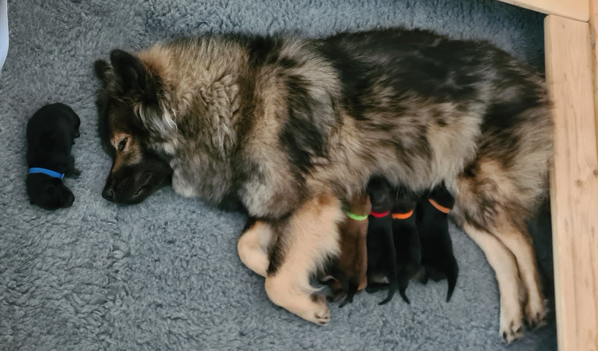 Hund Freya hat 7 Welpen zur Welt gebracht.